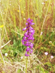 Lobelia fenestralis