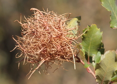 Andricus caputmedusae