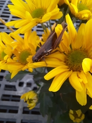 Paroxya atlantica