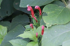 Centropogon cornutus