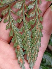 Asplenium lamprophyllum