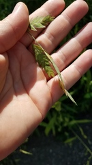 Chasmanthium latifolium