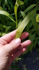 Chasmanthium latifolium