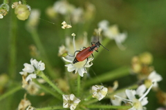 Anthocomus rufus