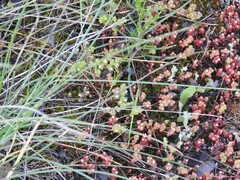 Sedum arenarium