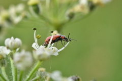 Anthocomus rufus