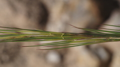 Aristida adscensionis
