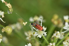 Anthocomus rufus