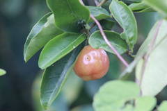 Malpighia emarginata
