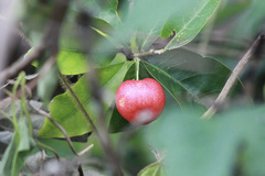 Malpighia emarginata