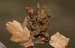 Andricus grossulariae