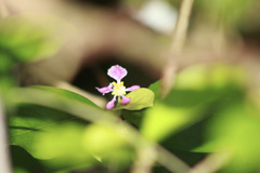Malpighia emarginata