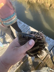 Archosargus probatocephalus