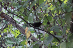 Ramphocelus carbo