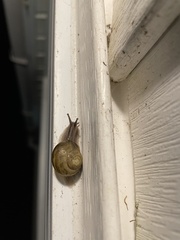 Cepaea