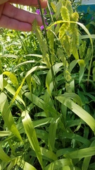 Chasmanthium latifolium