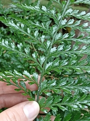 Asplenium lamprophyllum