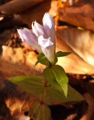 Gentianella quinquefolia