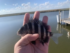 Archosargus probatocephalus