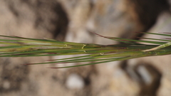 Aristida adscensionis