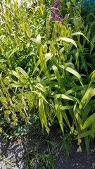 Chasmanthium latifolium