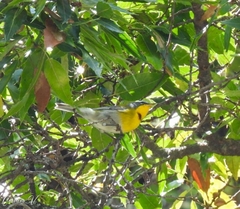 Oreothlypis superciliosa