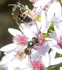 Lasioglossum