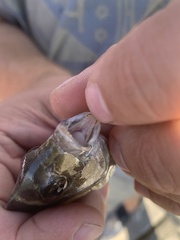 Archosargus probatocephalus