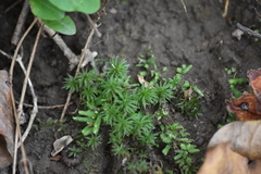 Atrichum undulatum