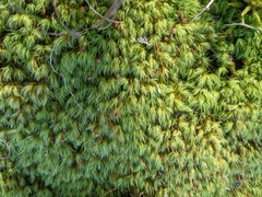 Bartramia pomiformis