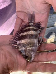 Archosargus probatocephalus