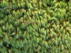 Bartramia pomiformis