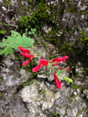 Salvia holwayi
