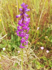 Lobelia fenestralis