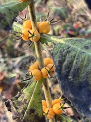 Triosteum perfoliatum