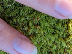 Bartramia pomiformis