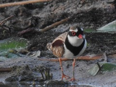Elseyornis melanops