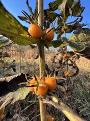 Triosteum perfoliatum