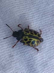 Calligrapha polyspila
