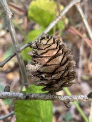 Larix kaempferi