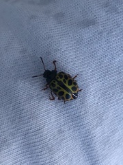 Calligrapha polyspila