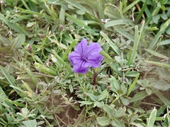 Ruellia simplex