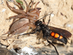 Anoplius viaticus