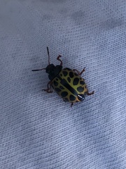 Calligrapha polyspila