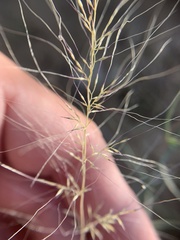 Muhlenbergia microsperma