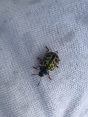 Calligrapha polyspila