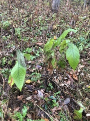 Triosteum aurantiacum