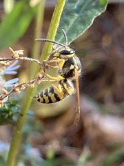 Vespinae