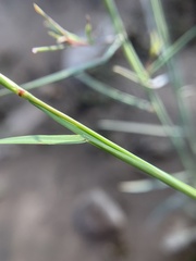 Muhlenbergia microsperma