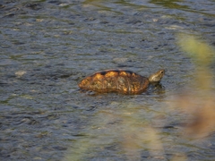 Mauremys japonica